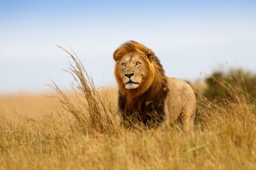 Fotografía de un león.
