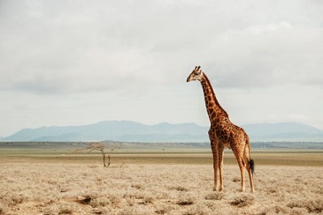 Photograph of a giraffe.
