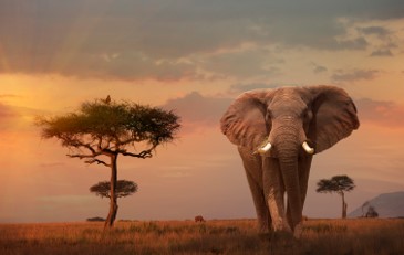 Photograph of an elephant.