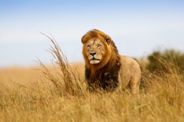 Photograph of a lion.