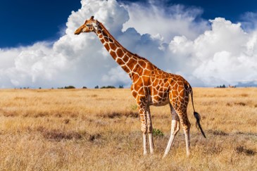 A giraffe.