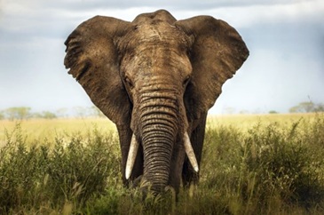 An elephant.
